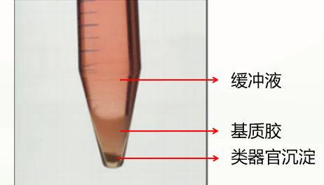 类器官气液交互法(ALI)培养攻略