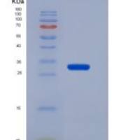 小鼠Kruppel样因子4(KLF4)重组蛋白