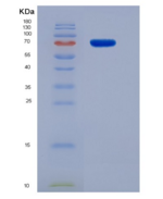 小鼠二肽基肽酶9(DPP9)重组蛋白