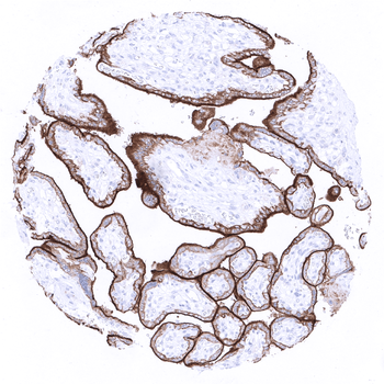 PD-L1 antibody 抗体，orb2276604，B