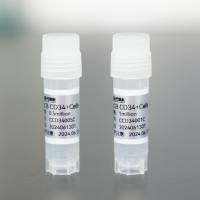 人脐带血CD34+干/祖细胞