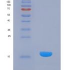 大鼠角蛋白1(CK1)重组蛋白