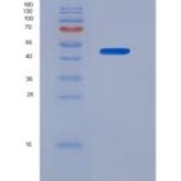 小鼠脂蛋白关联磷脂酶A2(LpPLA2)重组蛋白