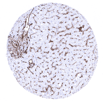 CD31 antibody 抗体，orb2276505，Bi