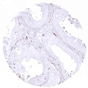 CD163 antibody 抗体，orb2276547，B