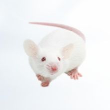SAMR1小鼠