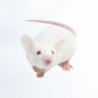 SAMR1小鼠