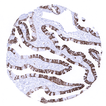 Cytokeratin 7 antibody 抗体，orb2