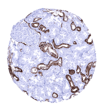 TACSTD2 / Trop-2 antibody 抗体，o