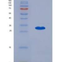 小鼠八聚体结合转录因子4(OCT4)重组蛋白