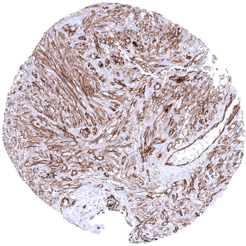CD31 antibody 抗体，orb2276505，Bi