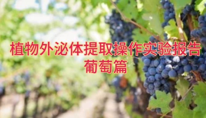 植物外泌体提取操作实验报告-葡萄篇