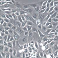 PANC05.04细胞、PANC05.04细胞系、PANC05.04胰腺癌细胞