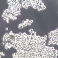 293F细胞、293F细胞系、293F胚肾细胞