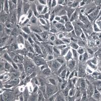 OS-RC-2细胞、OS-RC-2细胞系、OS-RC-2肾癌细胞