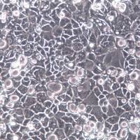 Caco2细胞、Caco-2细胞系、Caco-2结直肠腺癌细胞