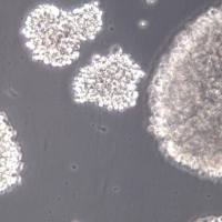 C8166、C8166、C8166细胞