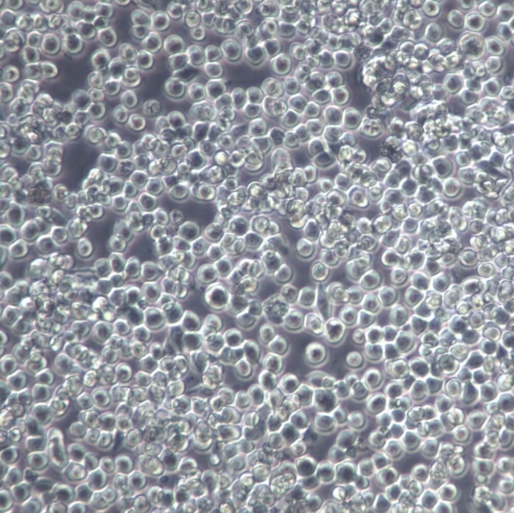 COLO 201细胞、COLO 201细胞系、COLO 201结直肠腺癌细胞