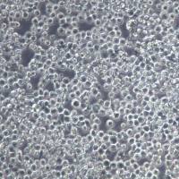 COLO 201细胞、COLO 201细胞系、COLO 201结直肠腺癌细胞