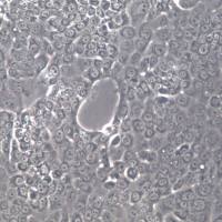 capan-1细胞、capan-1细胞系、capan-1胰腺癌细胞