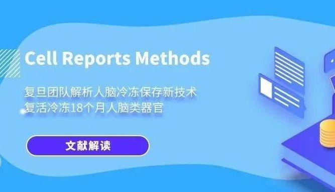 复旦团队解析人脑冷冻保存新技术，复活冷冻18个月人脑类器官