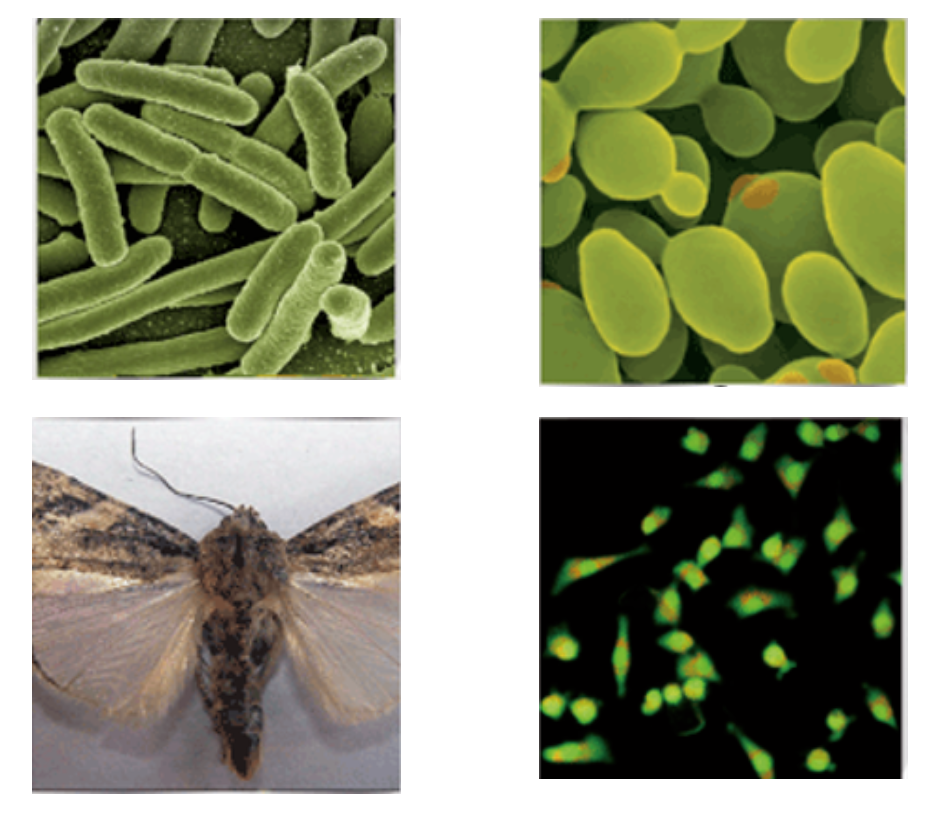 关于重组蛋白，你真的了解它吗?