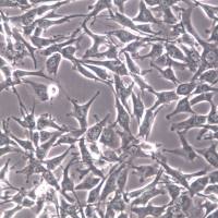 A-172细胞、A-172细胞系、A-172胶质母细胞瘤细胞