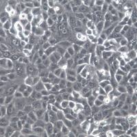 A-549细胞、A-549细胞系、A-549肺癌细胞