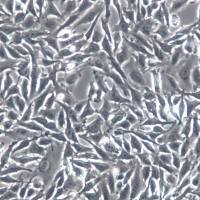 Chang liver 细胞、Chang liver 细胞系、Chang liver 张氏肝细胞