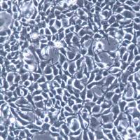 293A 细胞、293A 细胞系、293A 胚肾细胞