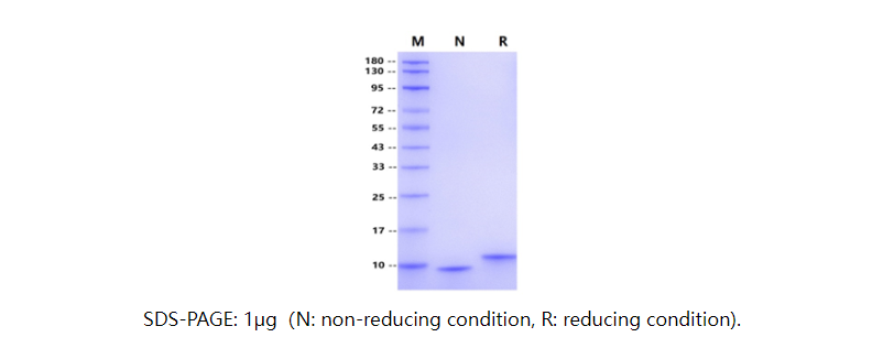 关于重组蛋白，你真的了解它吗?