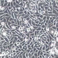 BEL-7405细胞、BEL-7405细胞系、BEL-7405肝癌细胞