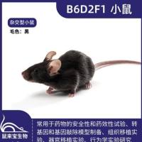B6D2F1小鼠