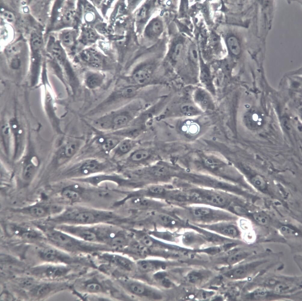 Caki-1细胞、Caki-1细胞系、Caki-1肾透明细胞癌细胞