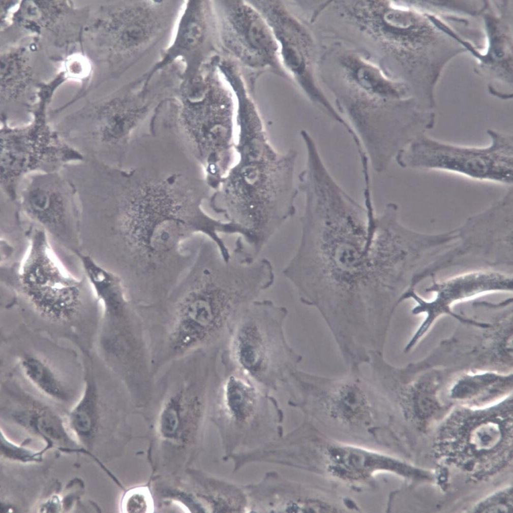 A498细胞、A-498细胞系、A-498肾癌细胞