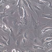 A498细胞、A-498细胞系、A-498肾癌细胞