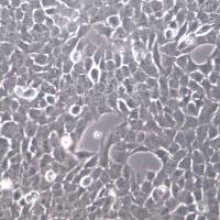 A673细胞、A-673细胞系、A-673横纹肌肉瘤细胞