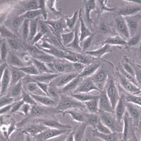 A875细胞、A-875细胞系、A-875黑色素瘤细胞