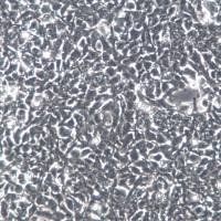 2V6.11细胞、2V6.11细胞系、2V6.11胚肾细胞