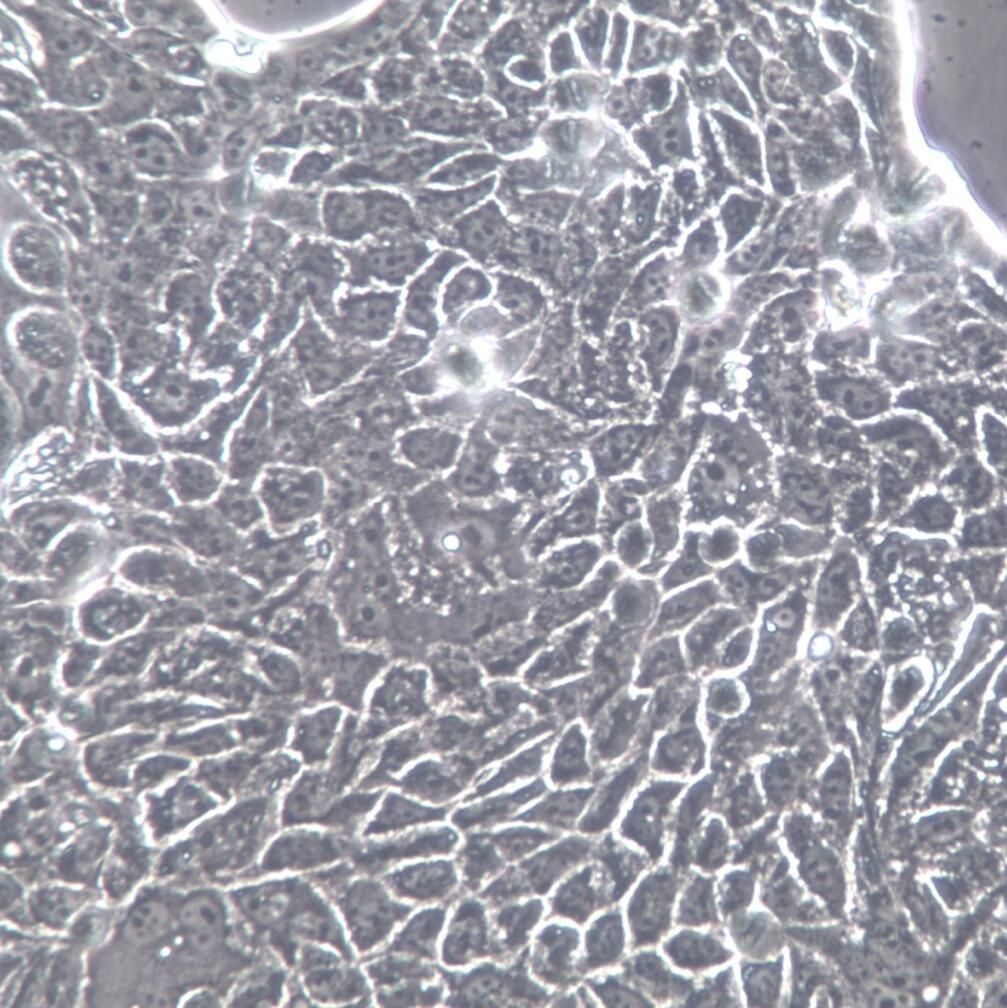 Calu-3细胞、Calu-3细胞系、Calu-3肺腺癌细胞