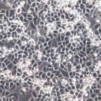 C33A细胞、C33A细胞、C33A细胞