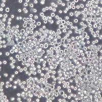 COLO205、COLO205细胞、COLO205