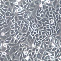 G-401细胞系、G401细胞、G-401肾癌Wilms细胞