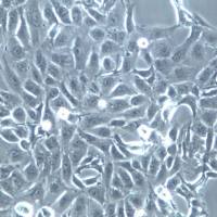 769-P细胞、769-P细胞株、769-P细胞系