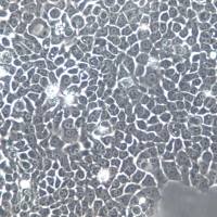 BxPC-3细胞、BxPC-3细胞系、BxPC-3胰腺腺癌细胞  