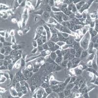 CFPAC-1细胞、CFPAC-1细胞系、CFPAC-1胰腺导管癌细胞