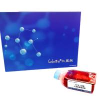 RCM-1 人直肠腺癌细胞