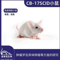 CB-17SCID小鼠