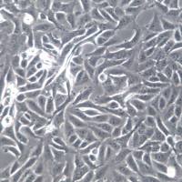 143B细胞系、143B细胞、143B胸腺激酶缺陷细胞