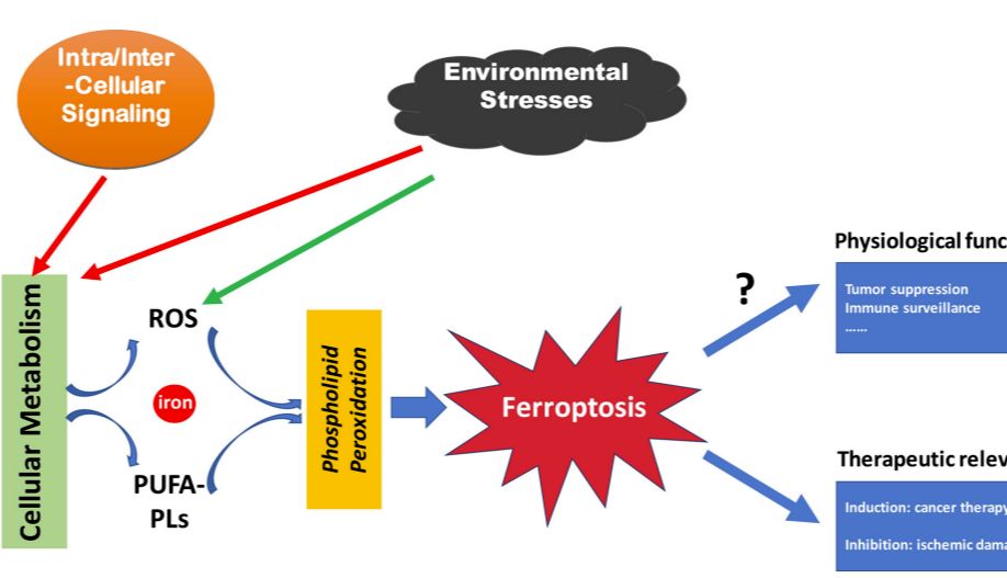 铁死亡的五大新研究思路，值得收藏！